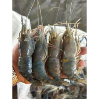 ราคา กุ้งหัวแก้วไซส์20 30ตัวต่อโล กุ้งแม่น้ำคัดหัวแก้วล้วนๆ 95 แบ่งขายแพ็คละ1กิโลกรัม เป็นกุ้งสดจากบ่อแล้วนำไปแช่แข็ง (24589346416)