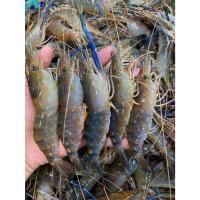 ราคา กุ้งแม่น้ำตัวเมียปนไข่กุ้งสดๆแล้วนำไปแช่แข็ง ไซส์20 30ตัวต่อโล แบ่งขายแพ็คละ1กิโลกรัม (24589565844)