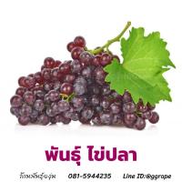 ราคา กิ่งพันธุ์องุ่น พันธุ์ใข่ปลา Champagne Grapes องุ่นไร้เมล็ด (10739840413)