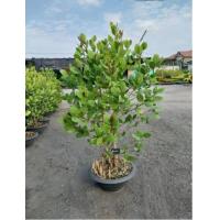 ราคา ลดราคาจนกว่าสินค้าจะหมด ต้นลำแพนสูง1 50ม (20493525080)