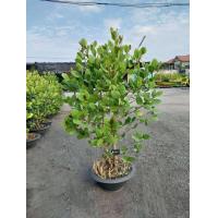 ราคา ลดราคาจนกว่าสินค้าจะหมด ต้นลำแพนสูง1 50ม (17508631923)