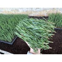 ราคา ยอดโรสแมรี่ตัดสด fresh rosemary herb 500 กรัม (23887358197)