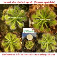 ราคา ต้นหยาดน้ำค้าง Drosera Spatulata พันธุ์ สปาตูลาต้า ส่งทั้งกระถาง 3 นิ้ว พืชดักจับแมลง น้ำหยาดเยื้ม สวยงาม ชอบความชื้นมาก (15891375449)