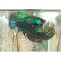 ราคา ปลากัดเก่งมาก ปลากัดป่า ปลากัดเขา ปลากัดธรรมชาติ ปลากัดจากบ่อเพาะ ปลากัด ปลาอีสาน สีเขียว (22890727712)