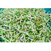 ราคา ลูกเหรียงสด นน 1kg หน่อเหรียงปักษ์ใต้ (18275334163)