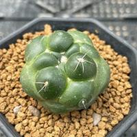 ราคา ถูกที่สุด แคคตัสช้างไร้หนาม cactus succulents กระบองเพชร ถังทอง เรนโบว์ (22828676702)