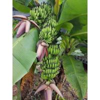 ราคา หน่อกล้วยมาฮอย กล้วยแปลก ต้นเดียวออกมากกว่า1เครือ (19508288656)