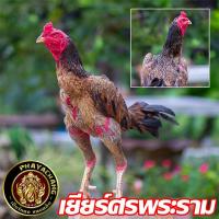 ราคา ไข่เชื้อไก่ชน เยียร์ศรพระราม ก๋อยง่อนเยียร์จอมกัดสโล่หลัง ทับกับแม่ก๋อยญี่ปุ่นง่อนเยียร์ทายาทออฟติมัสคู่เกิดตีแสน ไข่เก็บใหม่ทุกวัน จัดส่งเร็ว (24341112770)