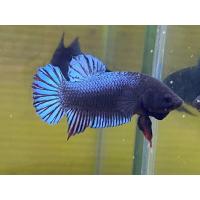 ราคา ปลากัดมาเลลูกนอก สายเดิมพัน เขี้ยวดี หนังดี (17412834559)