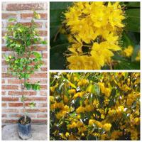 ราคา ต้นรวงผึ้ง พรรณไม้หอมไทยแท้ ต้นสูง 80 100 ซม (22469033691)