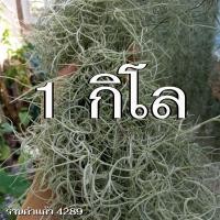 ราคา ต้นเคราฤาษีแบบชั่งกิโล 1 กิโลกรัม หนวดฤาษีคัดพิเศษ ความยาว 70 90 ซม Spanish Moss ต้นไม้ฟอกอากาศ ราคาถูก มีเก็บเงินปลายทาง (15640846554)