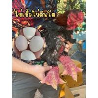 ราคา ไข่เชื้อไก่ตีนโตสายพันธุ์เวียดนามแท้ ชุด 3 ฟอง (24215243362)