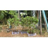ราคา ต้นแก้วเจ้าจอม สายพันธุ์ 4 6 ใบ หรือ 10 ใบ กิ่งตอน (23091235173)