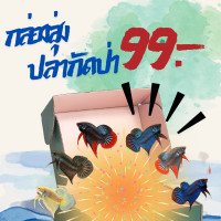 ราคา ปลากัดป่า กล่องจุ่มปลากัดป่า (24440877943)