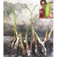 ราคา Plantain Tree ต้นกล้วยงาช้างสำหรับปลูก (24545843096)