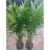 ราคา ต้นหมากเขียว สูง80 100ซม (23500306508)