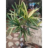 ราคา ต้นจั๋งด่าง ไม้ฟอกอากาศ (23447902683)