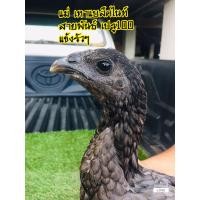 ราคา ไข่เชื้อสาย เปรูเลือด100 ไก่ชนต่างประเทศ แข้งรัวๆ (17347461468)