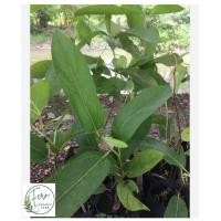 ราคา ต้นพันธุ์สมุนไพรโลดทะนงแดง นางแซง (24617775713)