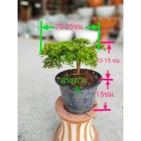 ราคา หูกระจงแคระ ต้นหูกระจง (21075509880)