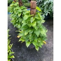 ราคา ต้นพลูด่าง พลูทอง เลื้อยหลัก กระถาง 11 นิ้ว (22935187976)