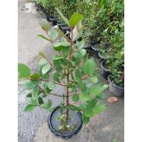 ราคา ขาย ต้นลำแพน ไม้หายาก สูงประมาณ 50 ซม มาใหม่ต้นสวยๆเสียหายจากการขนส่งเคลมฟรีค่ะ (21535089455)