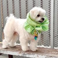 ราคา PET HAPPY CONE ปลอกคอกันเลียชนิด บาง เบา สบาย สวมใส่ได้ทุกวัน คอลล่ากันเลีย คอลล่าแมว ลำโพงกันเลีย (19654083573)
