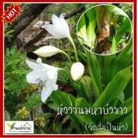 ราคา หัวว่านมหาบัว ดอกขาว ว่านมหาบัว ว่านมหาบัวดอกสีขาว หัวแม่ ติดดอกแล้ว (19905858110)