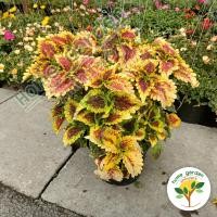 ราคา ฤาษีผสม ต้นฤาษีผสม ฤษีผสม coleus ไม้มงคล ส่งพร้อมกระถาง 8 นิ้ว แถมฟรีลวดแขวน (14836125308)