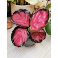 ราคา คล้าใบชมพู ไม้มงคลคิมสัน Calathea ต้นนี้สีสวยมากกก กระถาง5นิ้ว (24829510007)