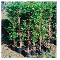 ราคา ขาย ต้นโมกพวง ดอกหอม สูงประมาณ90 100ซมชึ้นไป 2ถุงดำ ช่วงหน้าหนาวใบอาจน้อยกว่าหน้าอื่นๆ ระหว่างขนส่งสินค้าเสียหายเคลมฟรีค่ะ (1283336657)