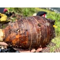 ราคา หัวแม่เผือกหอม เผือกหอมสดจากไร่ น้ำหนัก 3 Kg เผือกหอมของดีสระบุรี เผือกหอมบ้านหมอ สระบุรี ของดีประจำท้องถิ่น มีกลิ่นหอมเป็นเอกลักษณ์ เนื้อทั้งแน่นและซุย ขุดตามออเดอร์ทุกวัน เผือก เผือกหอม เผือกหอมบ้าน