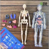 ราคา ตัวต่อโมเดลโครงกระดูกมนุษย์ ขนาด28ซม หุ่นจำลองโครงกระดูกมนุษย์ หุ่นจำลองร่างกายมนุษย์ ของเล่นเพื่อการศึกษา (24361373847)
