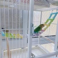ราคา BEIERWA กรงนกนกแก้วกัดบันไดสำหรับปีนสัตว์เลี้ยงชิงช้าสำหรับนกแก้ว (24917812832)