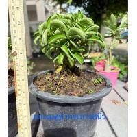 ราคา ชวนชมเขาแกะ เมดูซ่า บ้านา ชฎาเพชร เพชรพันล้าน (21158504556)