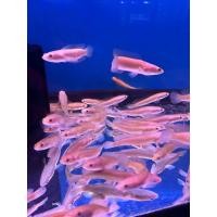 ราคา อุปกรณ์สำหรับตกแต่งตู้ปลา ชอ่นเผือก (24573759371)