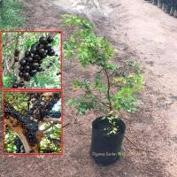 ราคา ต้นองุ่นบราซิล เเท้100เปอร์เซ็น ส่งฟรีเคอรี่ ขายราคาถูก ยินดีรับประกันสินค้าหากเกิดความเสียหายทุกกรณี (1491486813)