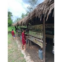 ราคา ปลากัดกินเงินสุดโหด ปลากัดลูกผสมตัวเก่ง เชื้อสูง ปลากัดข้างถนน (24707817438)