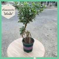 ราคา ต้นข้าวตอกพระร่วง ไม้มงคล ไม้ประดับบอนไซ ไม้ดัด ไม้ดอกไม้ประดับ ไม้แดด (19994083323)