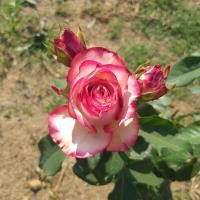 ราคา กุหลาบ Bella Vita หอมอ่อน ทรงพุ่ม ดอกใหญ่ บานทน ทนโรค (21549474644)