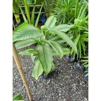 ราคา คล้าขุนแผนเรียกเงิน Calathea majestica H Kenn cv Roseo lineata ไม้ประดับกระถาง 8 นิ้ว (22485429495)