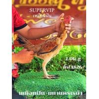 ราคา ไข่เชื้อไก่ชน แม่พันธุ์พม่าแข่งหน้า รับประกันเชื้อทุกกรณี ส่งด่วน (24600402478)