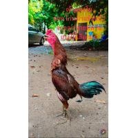 ราคา ไข่ไก่ชน พม่าแข้งหน้า ชมคลิปเป็นแนวทาง (24747380504)