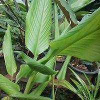 ราคา 2 เหง้า ว่าน พะตะบะ ว่านพะตะบะ พระตะบะ (9126917408)