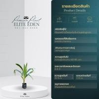 ราคา ต้นมะพร้าวน้ำหอมพันธุ์เตี้ยก้นจีบบ้านแพ้ว สูง 60 200 cm เกรดพรีเมียม ประกันพันธุ์แท้100 น้ำมะพร้าวรสหวานและกลิ่นหอมคล้ายใบเตย (22837909260)