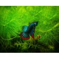 ราคา ปลากัดมหาชัย สีเขียว เป็นปลากัดลูกช้อนจากป่าของแท้ มีขาย ทั้งตัวผู้และเมีย สามารถเลือก ที่ต้องการได้ครับ ขนาดตัว เล็ก กลาง (23820341269)