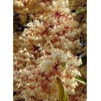 ราคา ต้นพยอมดอกแดง พยอมดอกสีเเดงมีกลิ่นหอมมากๆ เนื้อไม้เเข็งใช้ทำโครงสร้างของอาคารบ้านเรือนได้ดี ชุดละ 2 ต้น (14581078806)