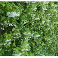 ราคา ขาย ต้นโมกพวง ไม้ไทยดอกหอม 2 ต้น แพ็คคู่ สวยทุกต้นรับประกันค่ะ สูง 1 เมตร แข็งแรงพร้อมปลูกราคาถูกระหว่างขนส่งสินค้าเสียหายเคลมฟรีค่ะ (18184628656)