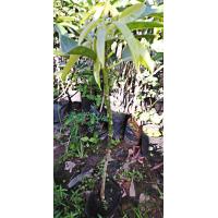 ราคา ต้นมะม่วง 1 ต้น ต้นพันธุ์มะม่วงR2E2 หรือมะม่วงแอปเปิ้ล ผลใหญ่ ลูกดก อร่อย รับประกันพันธุ์แท้สินค้าพร้อมส่ง (12396108386)