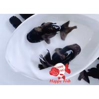 ราคา อาหารสำหรับปลา ปลาสิงห์ดำตามิด ไซร้1 5 2นิ้ว มีประกันสินค้า อาหารเสริมสร้างสุขภาพปลา (24505105552)